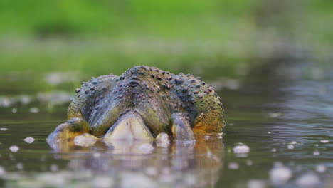 african bullfrog mating breeding in a pond on a rainy season in central kalahari, botswana