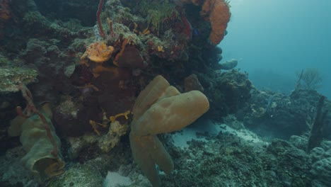 cozumel. arrecife. méxico. video bajo el agua. buceo