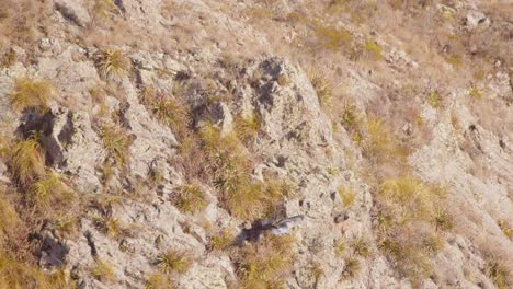 Padre-águila-Ratonero-De-Pecho-Negro-Dando-Comida-A-Sus-Crías-En-El-Lado-De-La-Montaña-De-Los-Andes