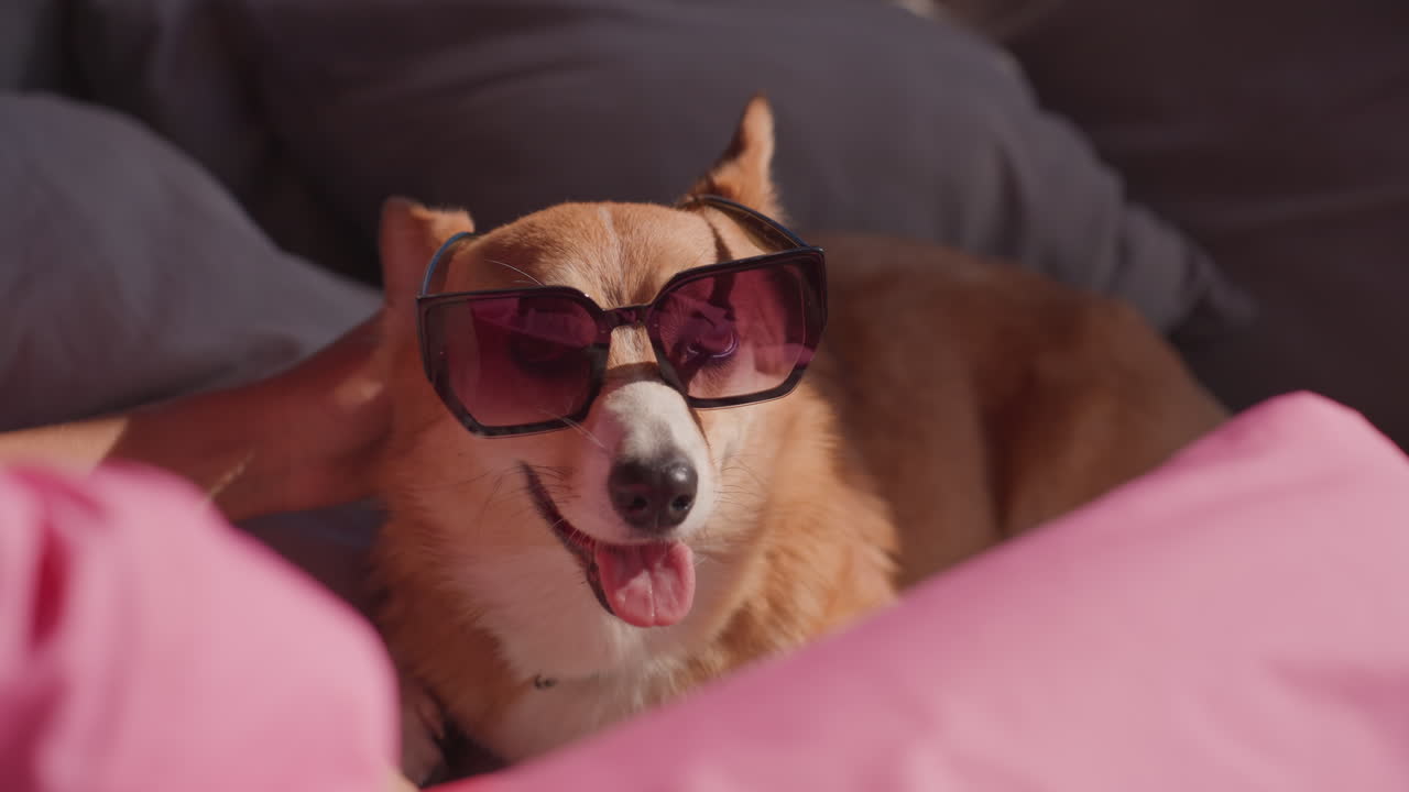 Corgi Rests With Owner Nearby, Peaceful Indoor Setting With Cozy Cushions And Affectionate Petting, Serene Moment Featuring Corgi In Sunglasses Relaxing Comfortably At Home With Owner