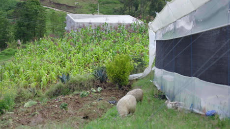 general sheep and greenhouse shooting