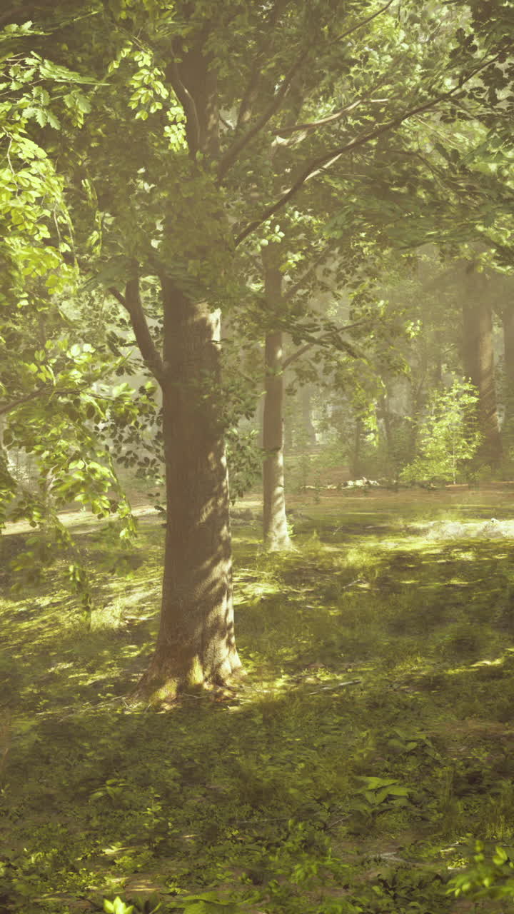 빛이 비치는 숲