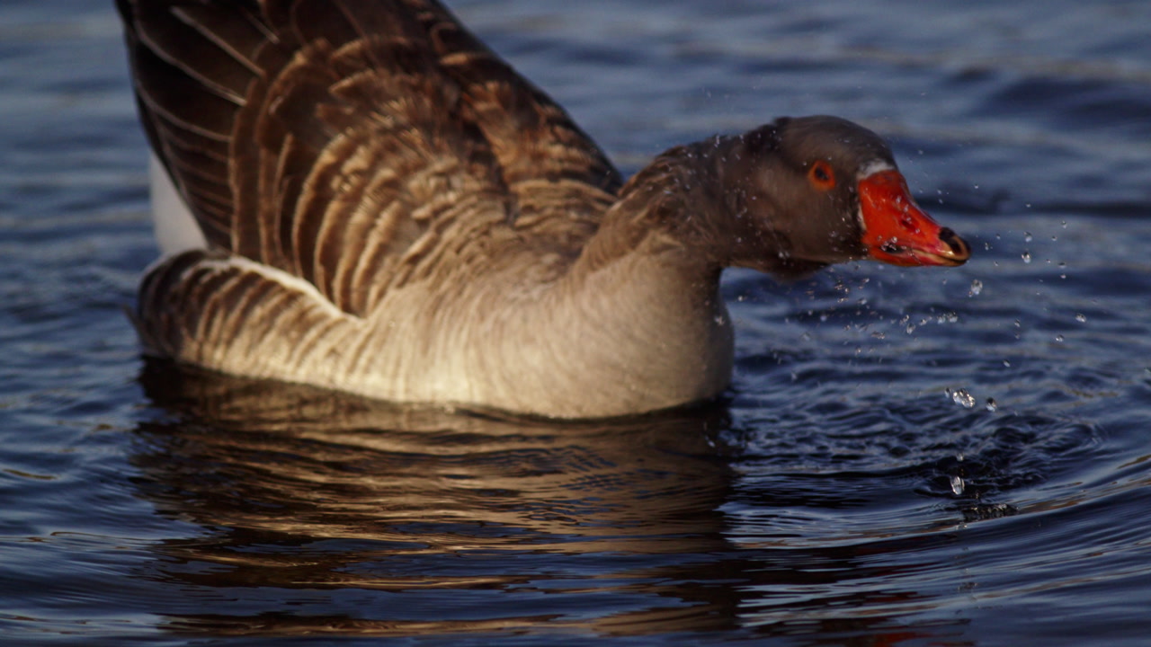 Wildlife slow motion of a goose feeding underwater with head dunked below the surface