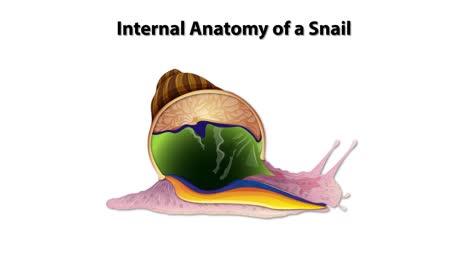 diagrama anatómico detallado de un caracol