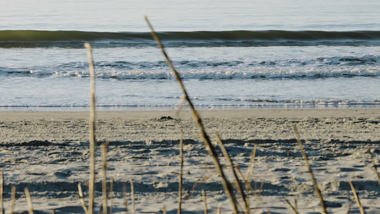 일출 동안 부드럽게 부서지는 파도가 있는 빈 모래 해변과 전경의 갈대