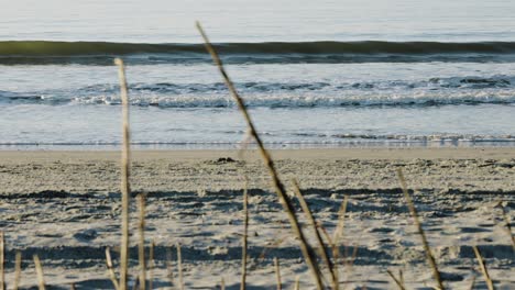 empty sandy beach with soft crashing waves during sunrise and reed in foreground