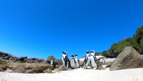 pingüinos sudafricanos en boulders beach, ciudad del cabo