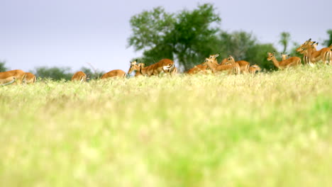 kenya_slow motion herd of gazelle on horizon in tall grass