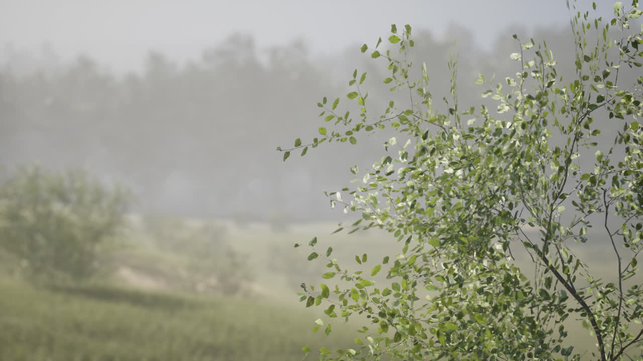 Misty morning landscape with greenery and soft light in a serene environment