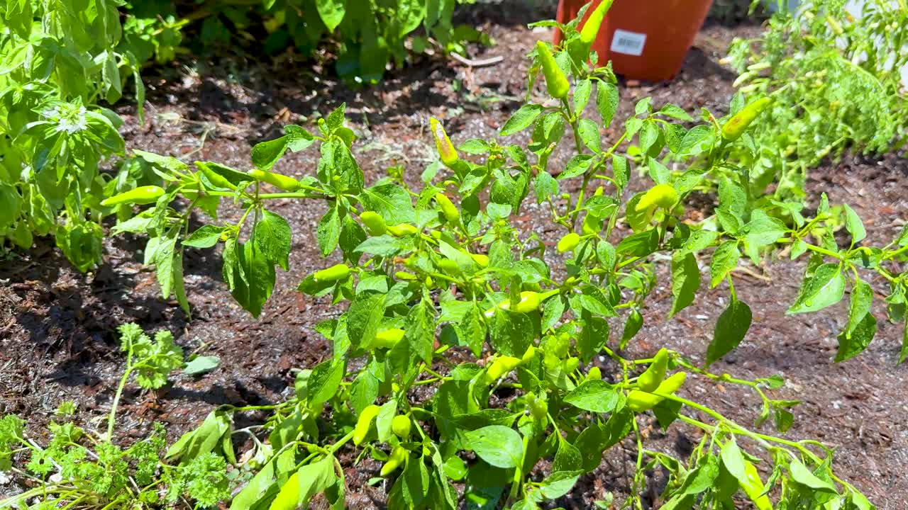 planta de chile en el jardín con exposición a la luz solar