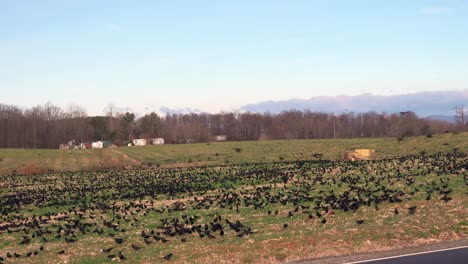 tens of thousands of black birds in a field with farm buildings in the background lots of milling about and then something triggers the birds to take off in a swarm and circle the field