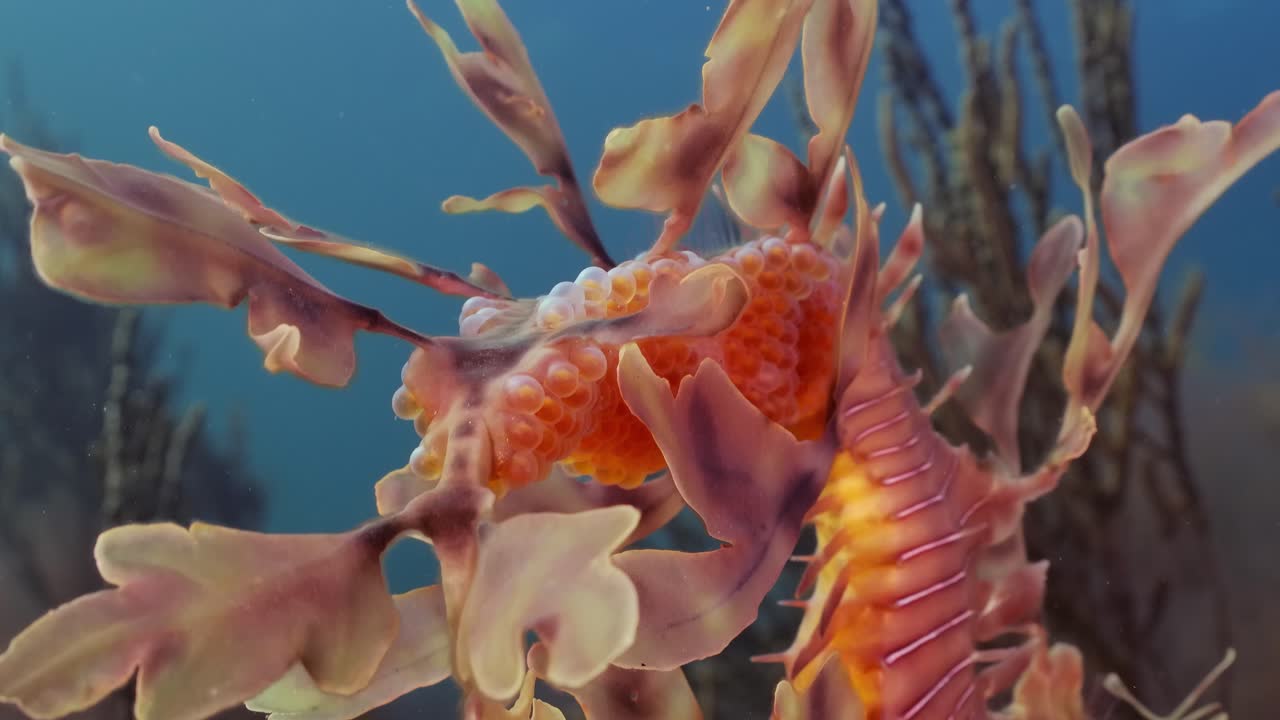 알을 가진 잎이 많은 바다 용 4k 슬로우 모션 사우스 오스트레일리아
