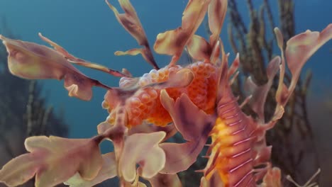 dragón de mar frondoso con huevos 4k cámara lenta sur de australia