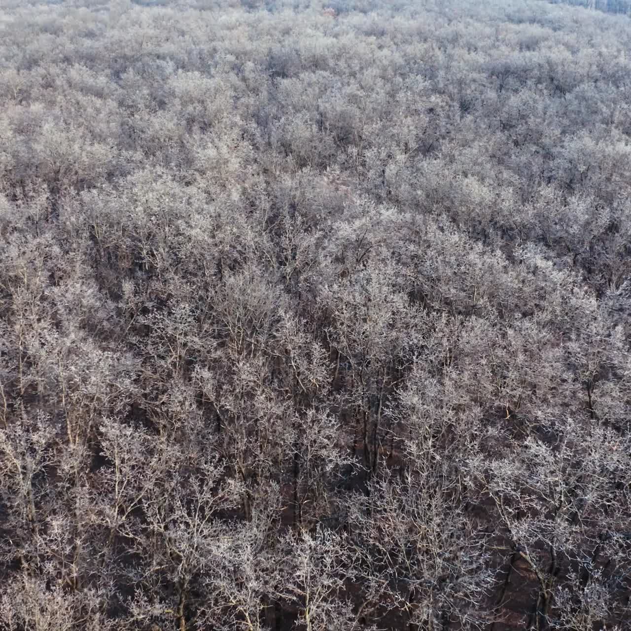 Top view of the forest in winter season. View from above on trees covered with slight snow. Aerial view. Motion camera left.