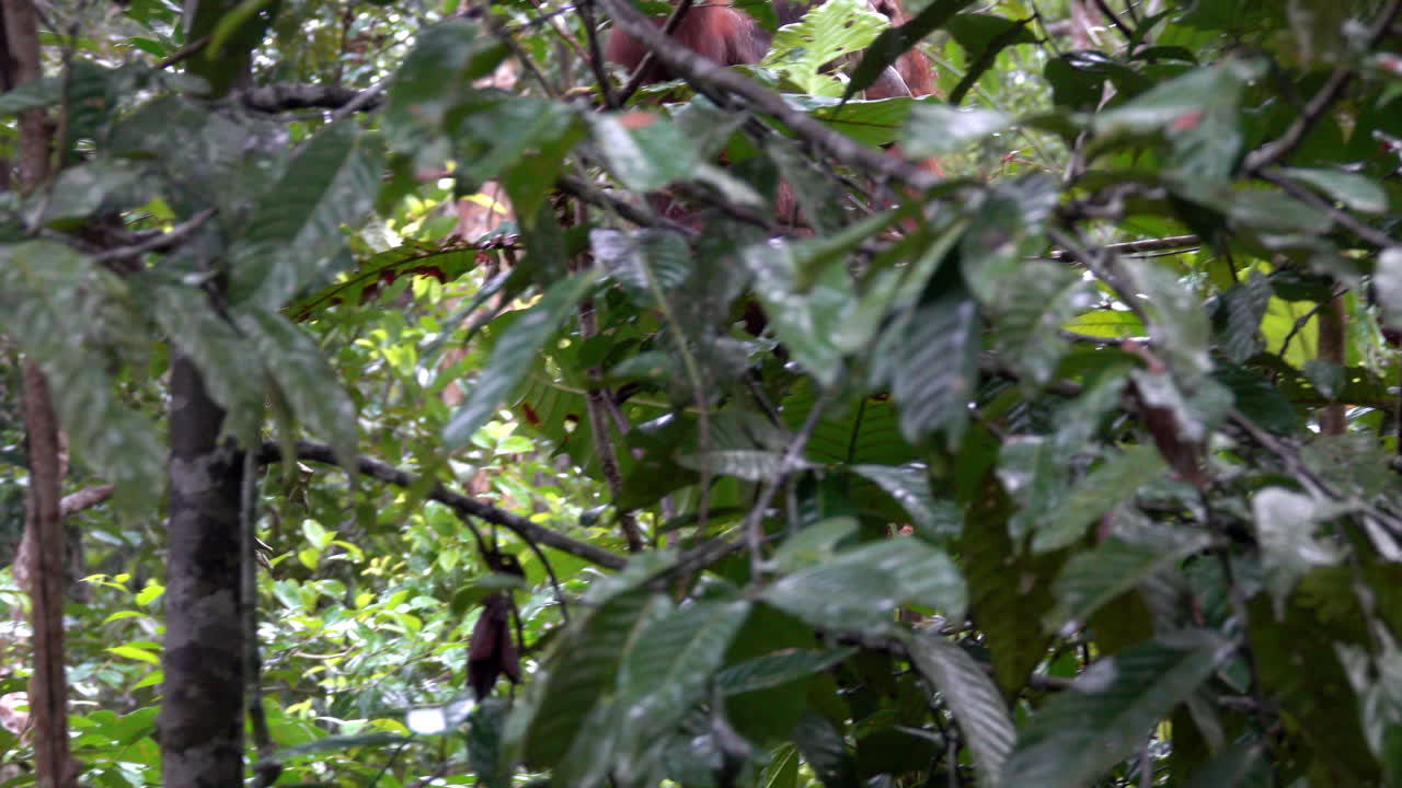 Wild orangutan moves through the trees of the Borneo rainforest.