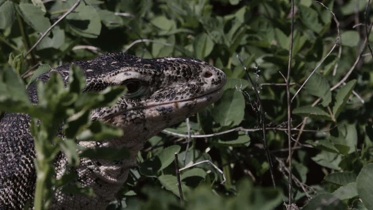 lagarto en estado salvaje - monitor de agua asiático