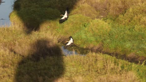 Toma-En-Cámara-Lenta-De-Aves-Silvestres-Africanas-Desde-Un-Paseo-En-Globo-Aerostático-En-La-Reserva-Nacional-De-Masai-Mara,-Kenia,-Recorrido-Turístico-De-Vacaciones-De-Aventura-Por-Animales-De-Safari-De-áfrica-En-La-Conservación-Del-Norte-De-Masai-Mara