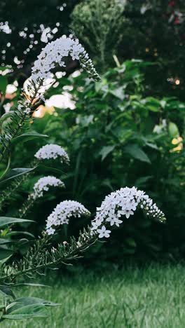 flores blancas en un jardín