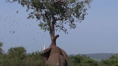 Un-Gran-Elefante-Toro-Con-Un-Colmillo-Sacude-Violentamente-Un-árbol-Hasta-Que-Se-Rompe-Una-Rama.