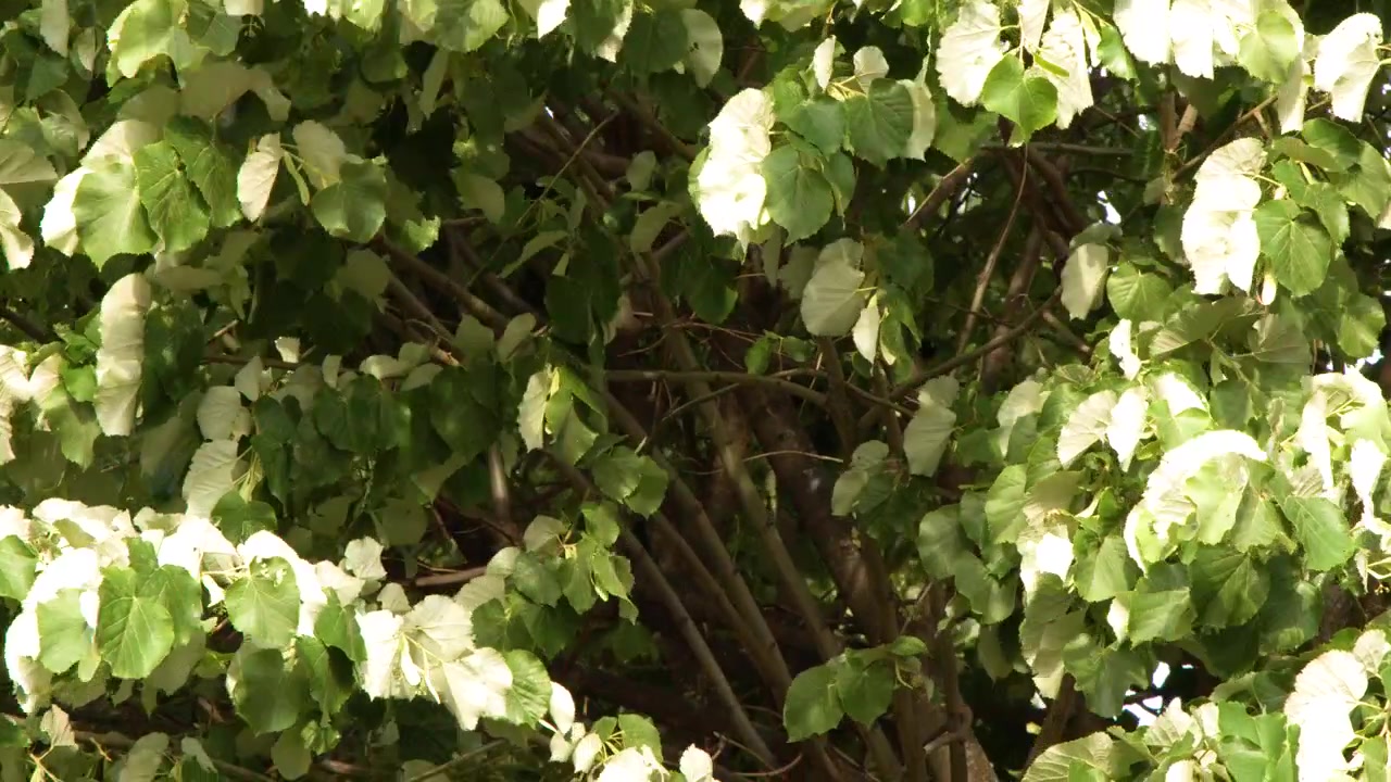Primo piano di foglie verdi e bianche di un albero che si muovono al vento leggero