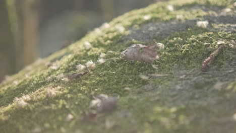 close up view of the rock surface with green moss and leaves - slider right