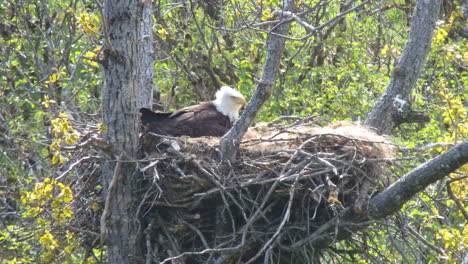 a mother bald eagle takes care of ner baby eagle chick in an eagle nest in alaska