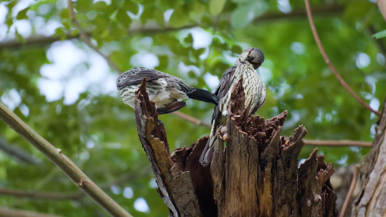 미성숙한 아시아 광택 찌르레기 부부 손질 또는 썩은 가지에 자리 잡은 청소 깃털 다듬기