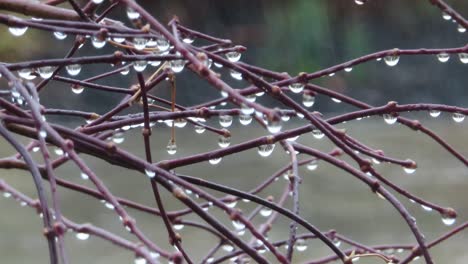 raining on small tree onto wood branches twigs and sticks with handing droplets of water and dripping, as well as rain in the background blurred and out of focus