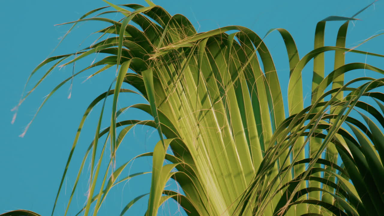 Vibrant green palm leaves sway gently in the breeze under a cloudless blue sky