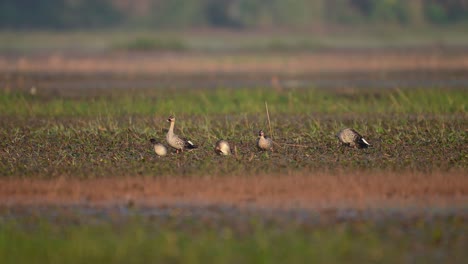 Bandada-De-Patos-Indios-Con-Pico-Manchado-En-El-Humedal