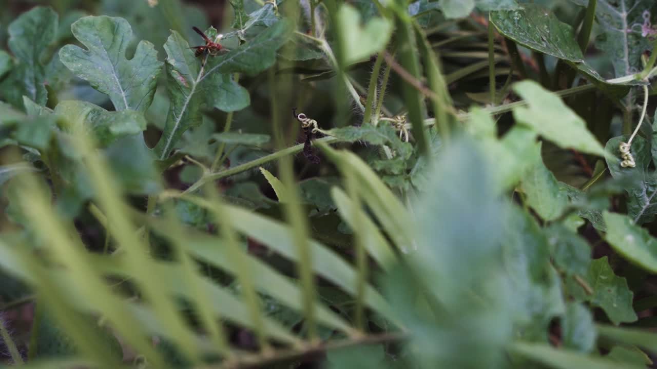 Wasp flying to a leaf on the jungle
