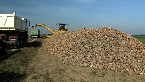 Pile-of-sugar-beets-after-harvest-near-Straubing-in-Bavaria,-Germany