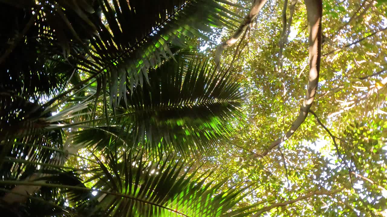 un dosel exuberante con la luz del sol filtrándose a través de las hojas