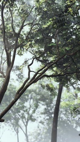 misty forest sunlight