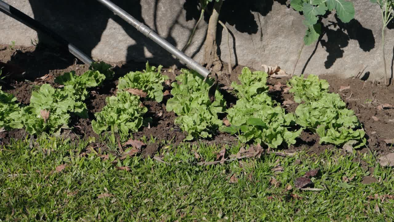 Gardener watering fresh green lettuce plants under bright natural sunlight