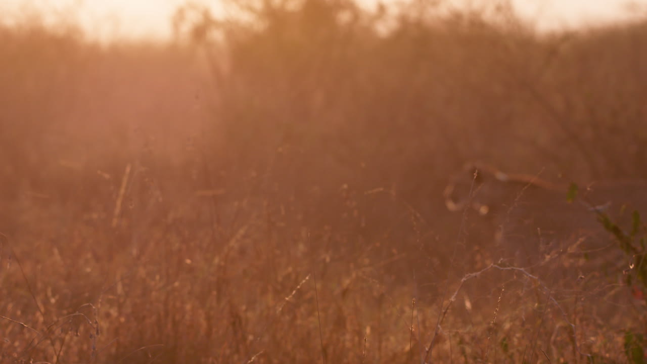 Extreme wide shot of a cheetah walking through tall grass