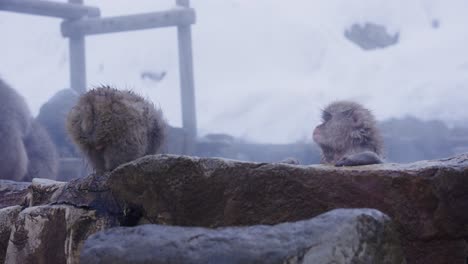 japanese snow monkeys relaxing in hot spring in winter, nagano