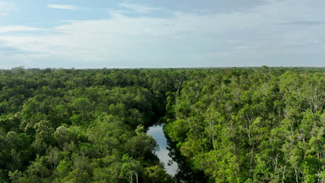 aerial view of lush rainforest and river
