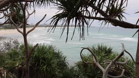 static view of a beach through tree branches