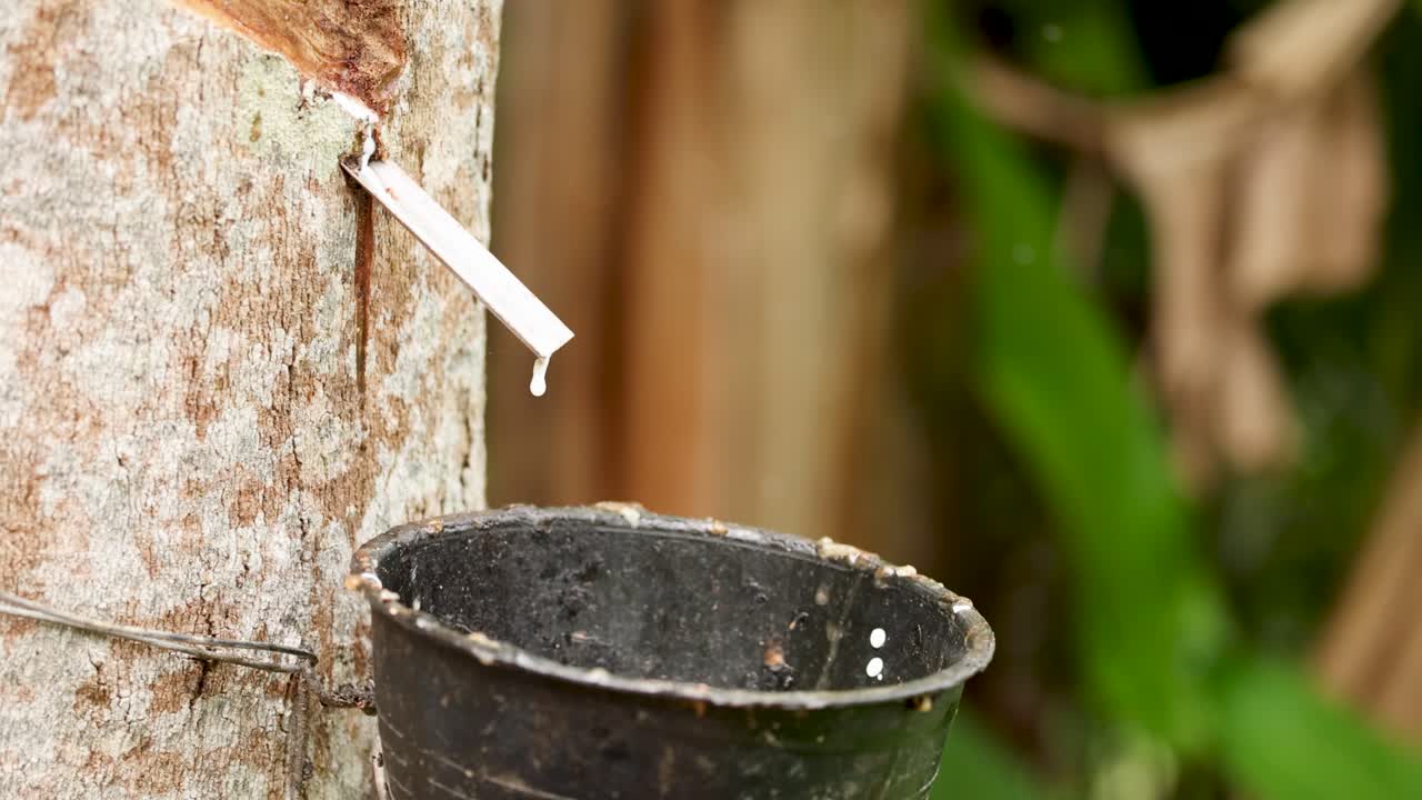 울창한 환경에서 나무에서 컵으로 흘러내리는 고무 라텍스의 클로즈업