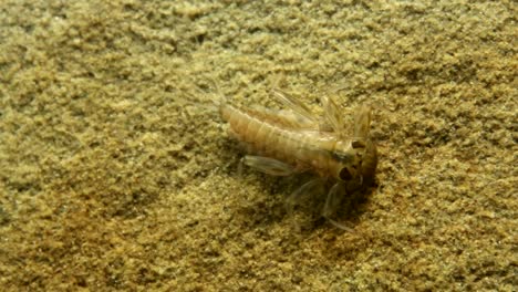 Ninfa-De-La-Mosca-De-Mayo-Moviéndose-Sobre-Una-Roca-En-Un-Arroyo-De-Truchas-Y-Arrastrándose-Fuera-Del-Marco