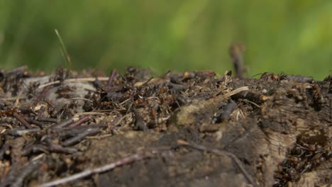 ants on a log