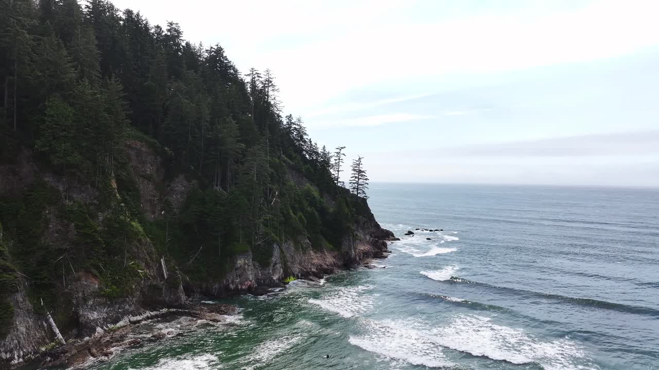 Aerial Shot of Trees Meeting the Sea
