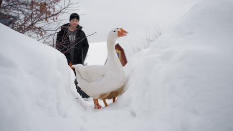 white geese walking through deep snow pathway as man in black winter jacket and head warmer approaches near wooden house, snow mounds rising high, overcast sky, rural environment captured in morning