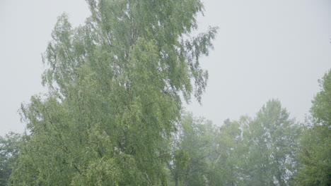 tall green leafy tree swaying in strong wind during rainstorm