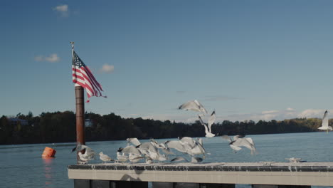 Vídeo-En-Cámara-Lenta:-Una-Bandada-De-Gaviotas-Despega-Desde-El-Muelle-Donde-Cuelga-La-Bandera-Americana.