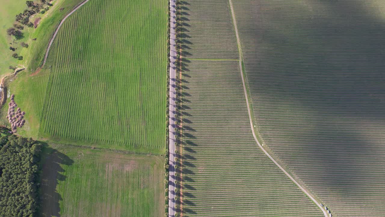 vista desde arriba de la carretera de seppeltsfield bordeada de palmeras en el valle de barossa, australia - disparo de avión no tripulado