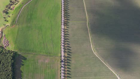 top down view of seppeltsfield road lined with palm trees in barossa valley, australia - drone shot