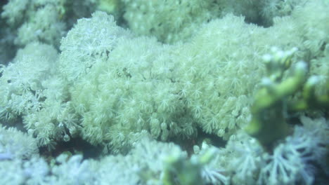 corals in the reef of the red sea