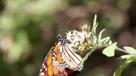 Monarchfalter-Im-Naturschutzgebiet-Mexiko